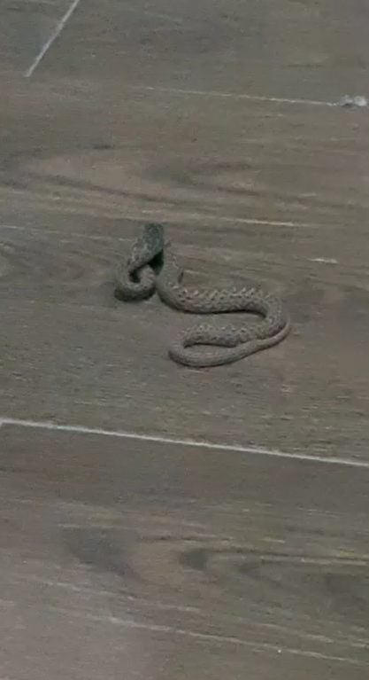 Elazığ'da apartmanda yılan paniği