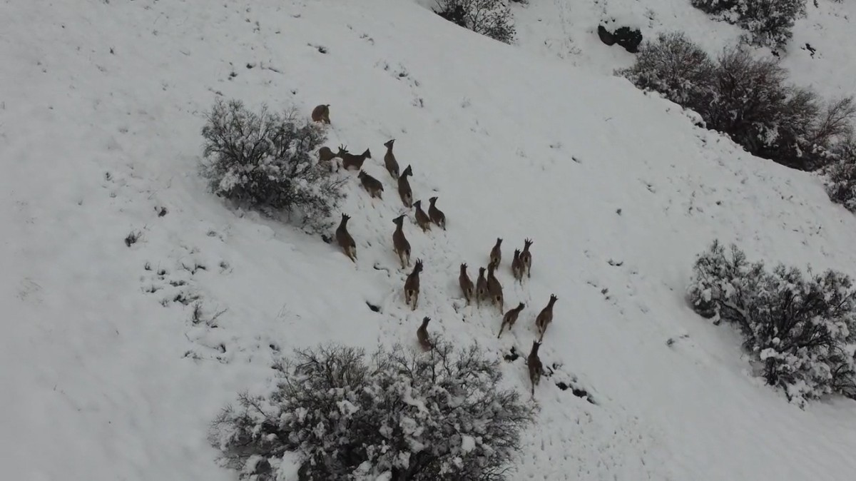 Elazığ'da dağ keçileri ve yaban domuzları dron ile görüntülendi