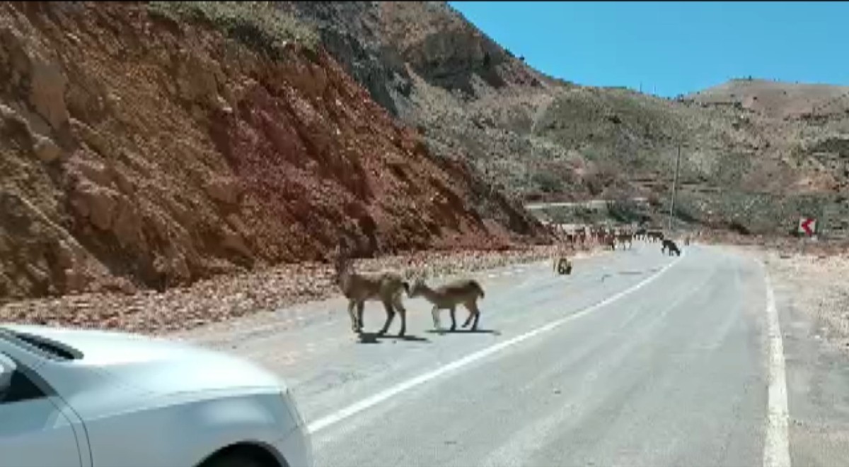 Hava sıcaklıkları artınca yabani keçiler yola kadar indi