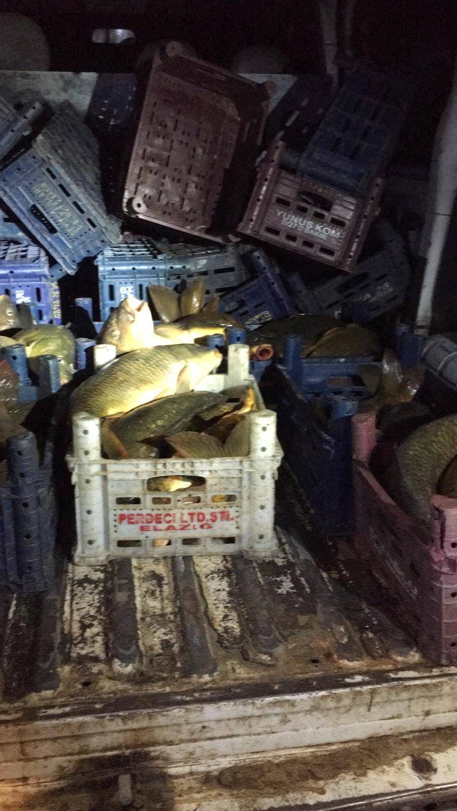 Palu'da 200 kilo kaçak balık ele geçirildi
