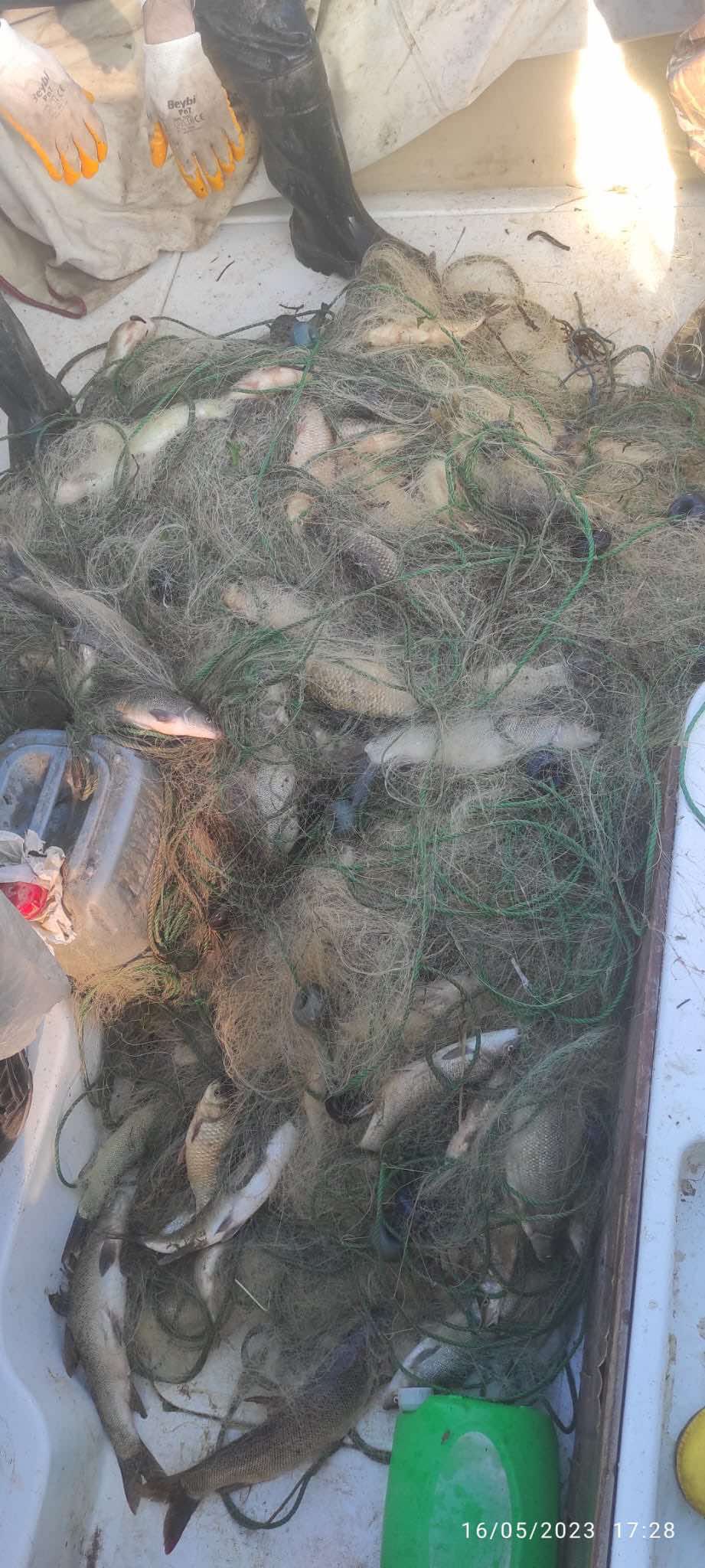 Elazığ’da 200 kilo kaçak avlanan sazan ele geçirildi