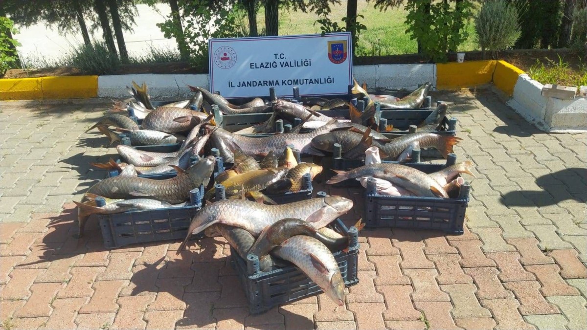 Elazığ´da 6 buçuk ton kaçak balık ele geçirildi
